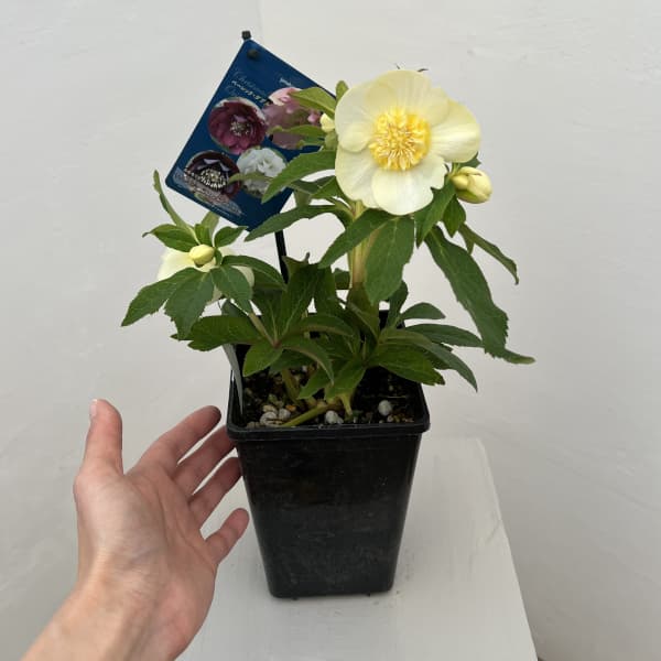 クリスマスローズ：ベーシックダブル26-26セミダブル／1.5Lポット【現品販売】