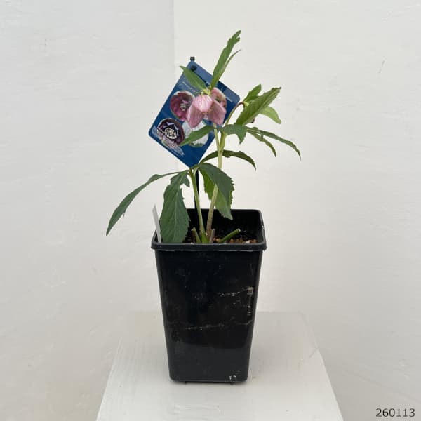 クリスマスローズ：ベーシックダブル26-27セミダブル／1.5Lポット【現品販売】