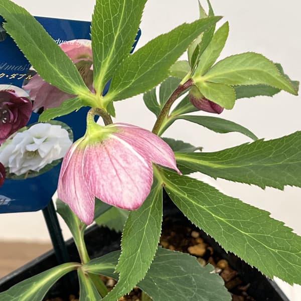 クリスマスローズ：ベーシックダブル26-27セミダブル／1.5Lポット【現品販売】