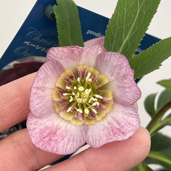 クリスマスローズ：ベーシックダブル26-27セミダブル／1.5Lポット【現品販売】