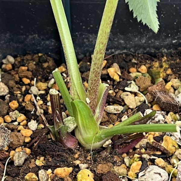 クリスマスローズ：ベーシックダブル26-27セミダブル／1.5Lポット【現品販売】