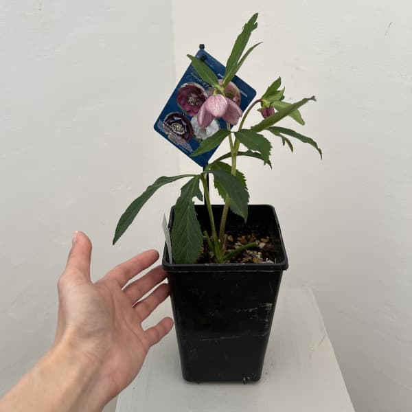 クリスマスローズ：ベーシックダブル26-27セミダブル／1.5Lポット【現品販売】