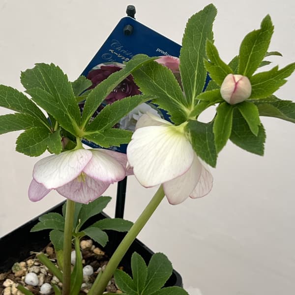 クリスマスローズ：ベーシックダブル26-28セミダブル／1.5Lポット【現品販売】