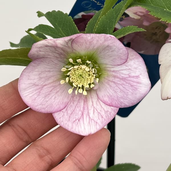 クリスマスローズ：ベーシックダブル26-28セミダブル／1.5Lポット【現品販売】