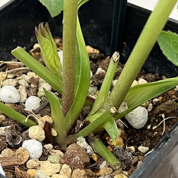 クリスマスローズ：ベーシックダブル26-28セミダブル／1.5Lポット【現品販売】