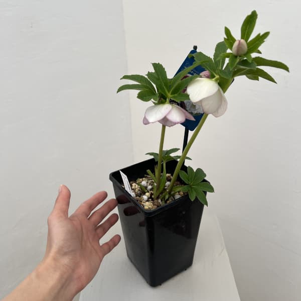 クリスマスローズ：ベーシックダブル26-28セミダブル／1.5Lポット【現品販売】