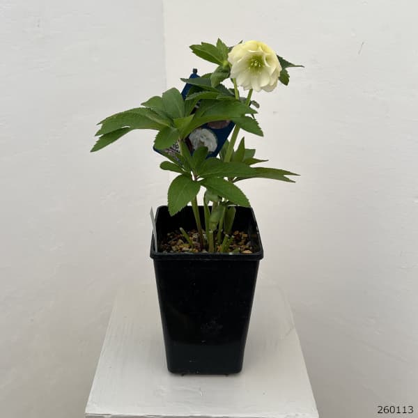 クリスマスローズ：ベーシックダブル26-29／1.5Lポット【現品販売】