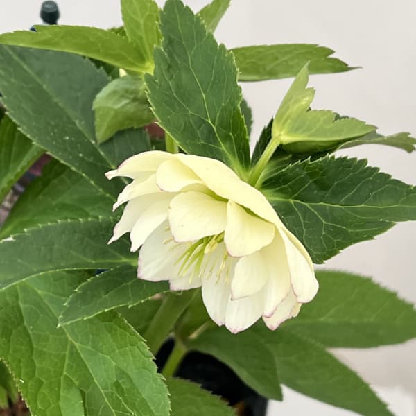 クリスマスローズ：ベーシックダブル26-29／1.5Lポット【現品販売】