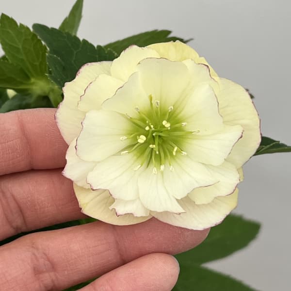 クリスマスローズ：ベーシックダブル26-29／1.5Lポット【現品販売】