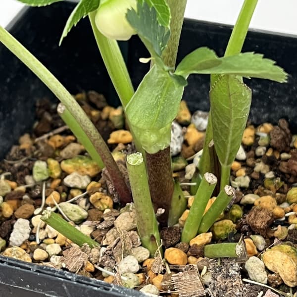 クリスマスローズ：ベーシックダブル26-29／1.5Lポット【現品販売】