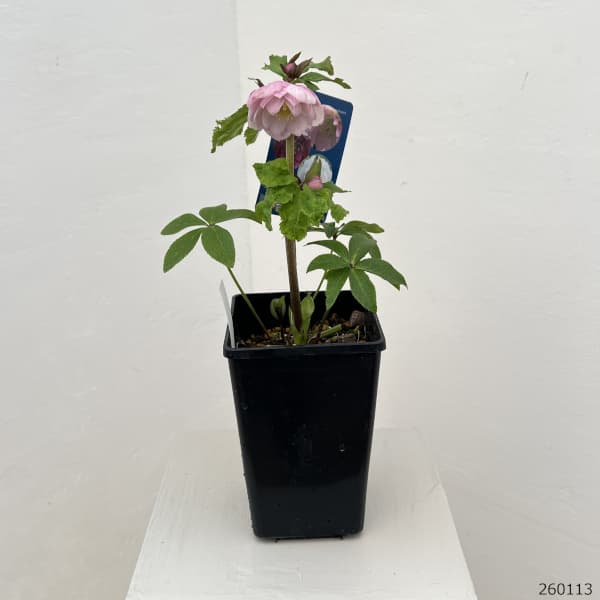 クリスマスローズ：ベーシックダブル26-30／1.5Lポット【現品販売】