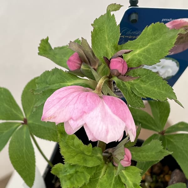 クリスマスローズ：ベーシックダブル26-30／1.5Lポット【現品販売】