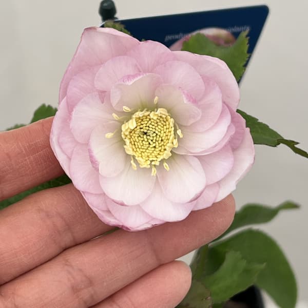 クリスマスローズ：ベーシックダブル26-30／1.5Lポット【現品販売】