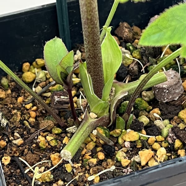 クリスマスローズ：ベーシックダブル26-30／1.5Lポット【現品販売】