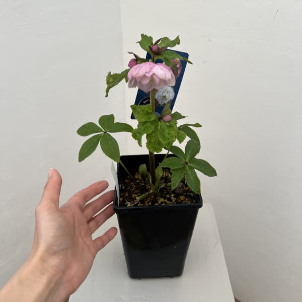 クリスマスローズ：ベーシックダブル26-30／1.5Lポット【現品販売】