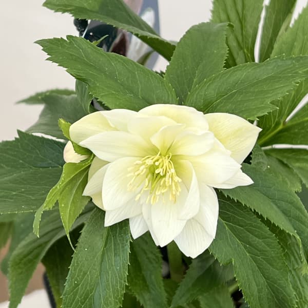 クリスマスローズ：ベーシックダブル26-31／1.5Lポット【現品販売】