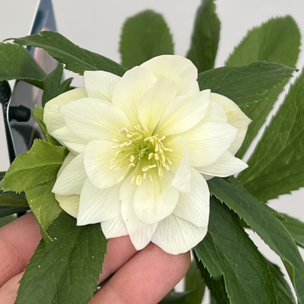 クリスマスローズ：ベーシックダブル26-31／1.5Lポット【現品販売】