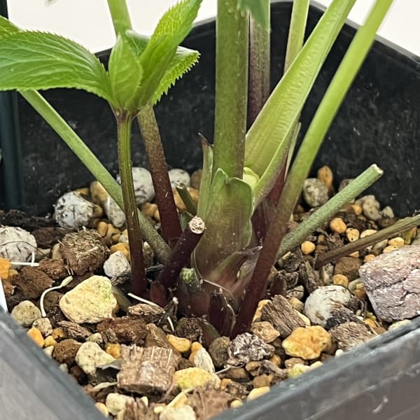 クリスマスローズ：ベーシックダブル26-31／1.5Lポット【現品販売】