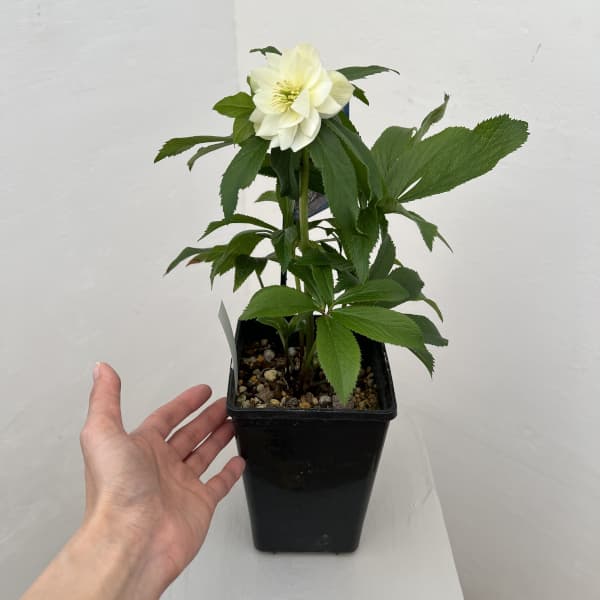 クリスマスローズ：ベーシックダブル26-31／1.5Lポット【現品販売】