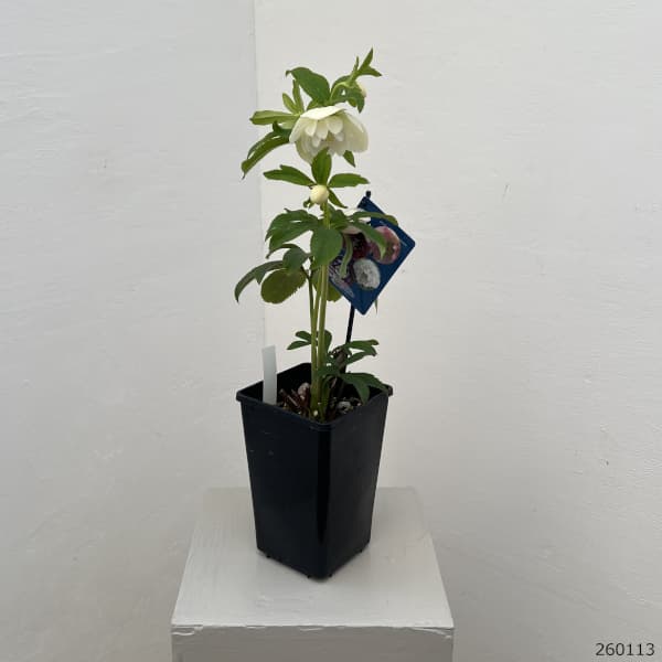 クリスマスローズ：ベーシックダブル26-32／1.5Lポット【現品販売】