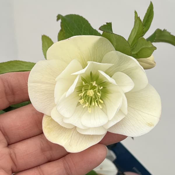 クリスマスローズ：ベーシックダブル26-32／1.5Lポット【現品販売】