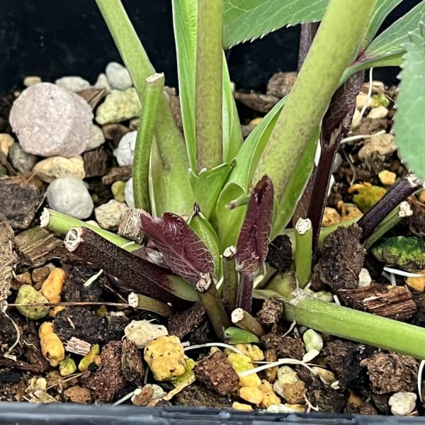 クリスマスローズ：ベーシックダブル26-32／1.5Lポット【現品販売】