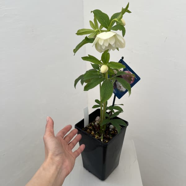 クリスマスローズ：ベーシックダブル26-32／1.5Lポット【現品販売】