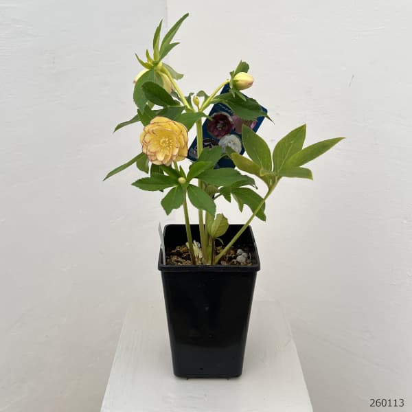 クリスマスローズ：ベーシックダブル26-33／1.5Lポット【現品販売】