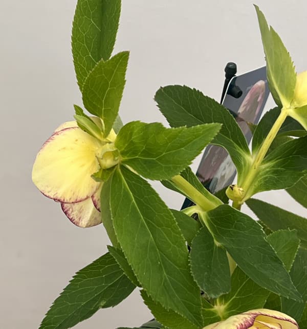 クリスマスローズ：ベーシックダブル26-33／1.5Lポット【現品販売】