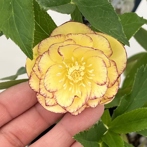 クリスマスローズ：ベーシックダブル26-33／1.5Lポット【現品販売】