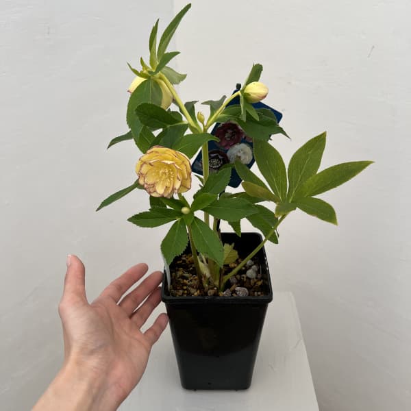 クリスマスローズ：ベーシックダブル26-33／1.5Lポット【現品販売】