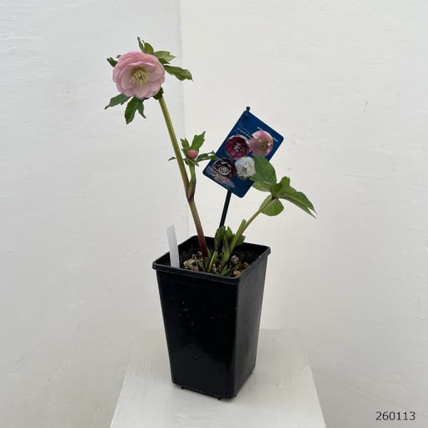 クリスマスローズ：ベーシックダブル26-34／1.5Lポット【現品販売】