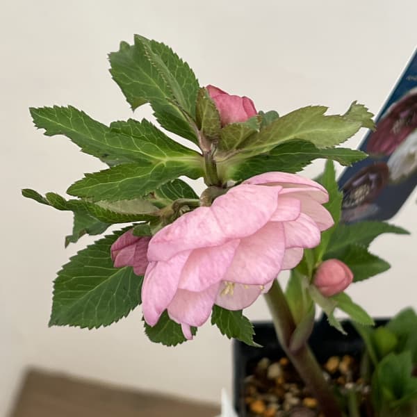 クリスマスローズ：ベーシックダブル26-34／1.5Lポット【現品販売】