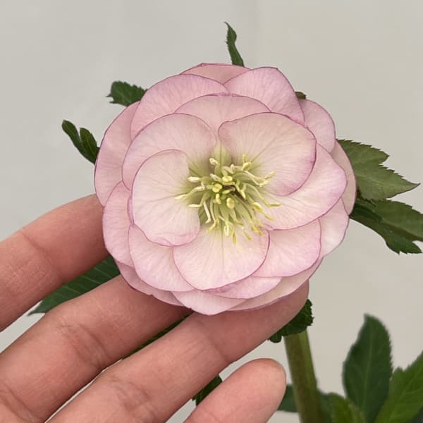 クリスマスローズ：ベーシックダブル26-34／1.5Lポット【現品販売】