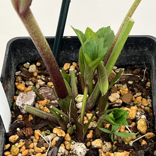 クリスマスローズ：ベーシックダブル26-34／1.5Lポット【現品販売】