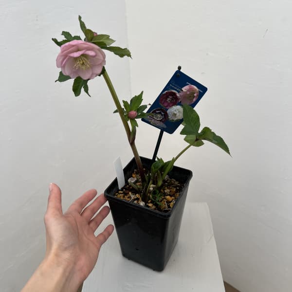 クリスマスローズ：ベーシックダブル26-34／1.5Lポット【現品販売】