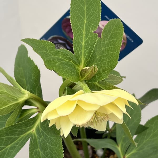 クリスマスローズ：ベーシックダブル26-35／1.5Lポット【現品販売】