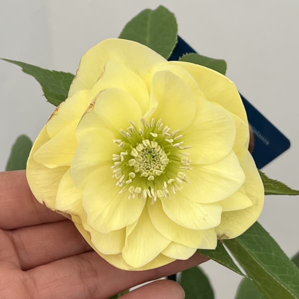 クリスマスローズ：ベーシックダブル26-35／1.5Lポット【現品販売】