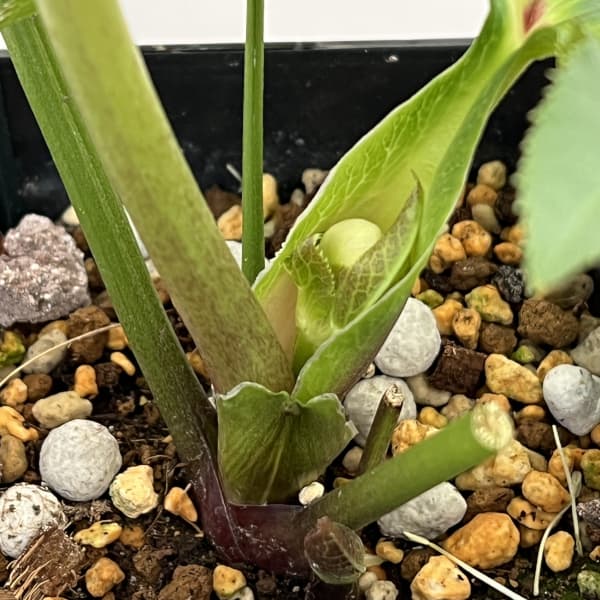 クリスマスローズ：ベーシックダブル26-35／1.5Lポット【現品販売】