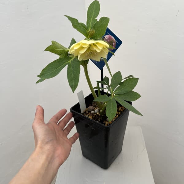 クリスマスローズ：ベーシックダブル26-35／1.5Lポット【現品販売】