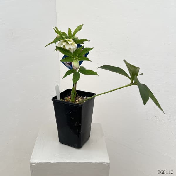 クリスマスローズ：ベーシックダブル26-36／1.5Lポット【現品販売】