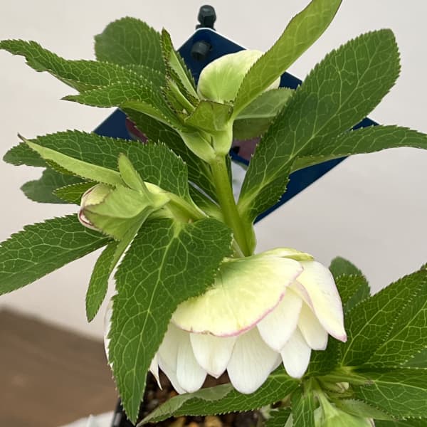 クリスマスローズ：ベーシックダブル26-36／1.5Lポット【現品販売】