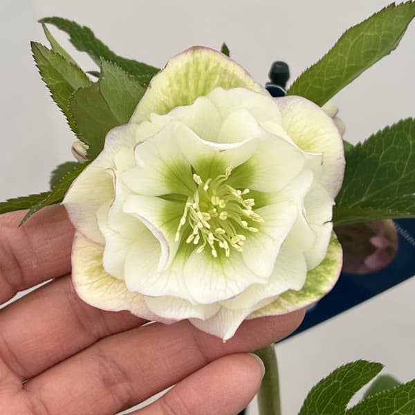 クリスマスローズ：ベーシックダブル26-36／1.5Lポット【現品販売】