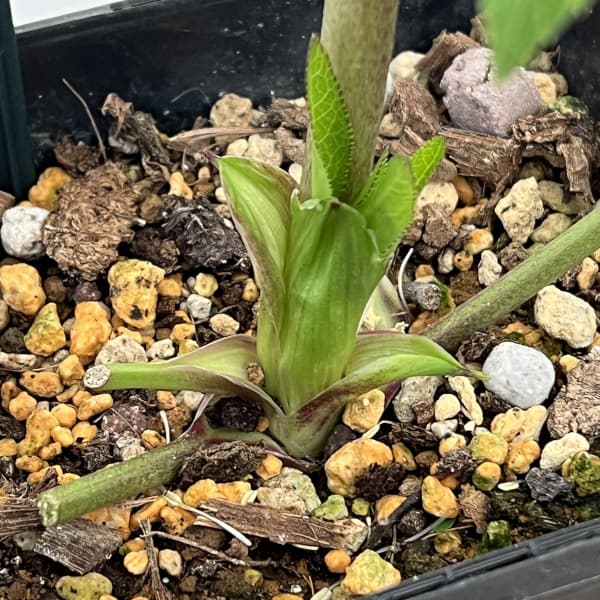 クリスマスローズ：ベーシックダブル26-36／1.5Lポット【現品販売】