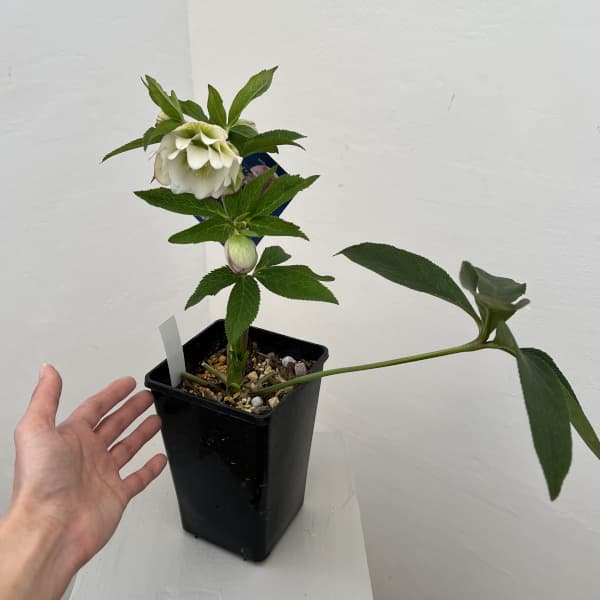 クリスマスローズ：ベーシックダブル26-36／1.5Lポット【現品販売】