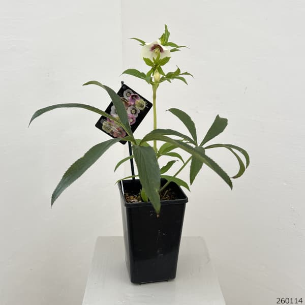 クリスマスローズ：セレクトシングル26-01／1.5Lポット【現品販売】