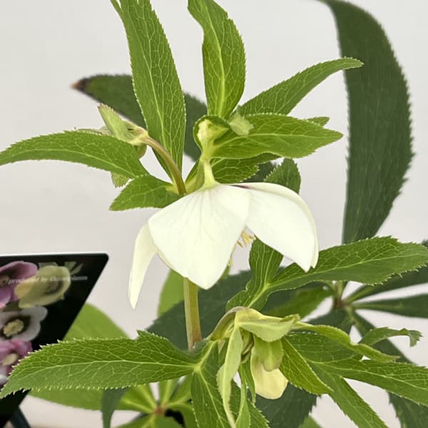 クリスマスローズ：セレクトシングル26-01／1.5Lポット【現品販売】