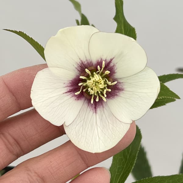 クリスマスローズ：セレクトシングル26-01／1.5Lポット【現品販売】