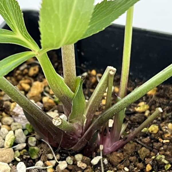 クリスマスローズ：セレクトシングル26-01／1.5Lポット【現品販売】