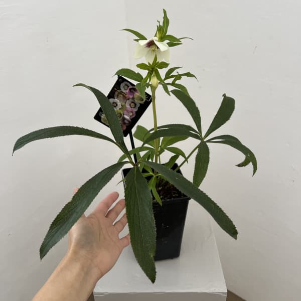 クリスマスローズ：セレクトシングル26-01／1.5Lポット【現品販売】